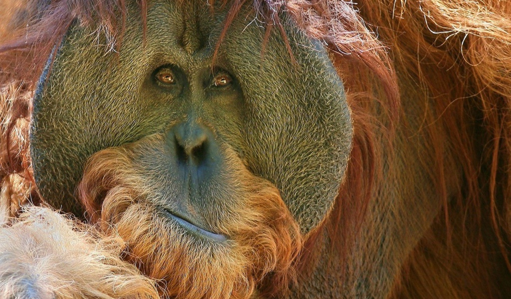 Взгляд обезьяны