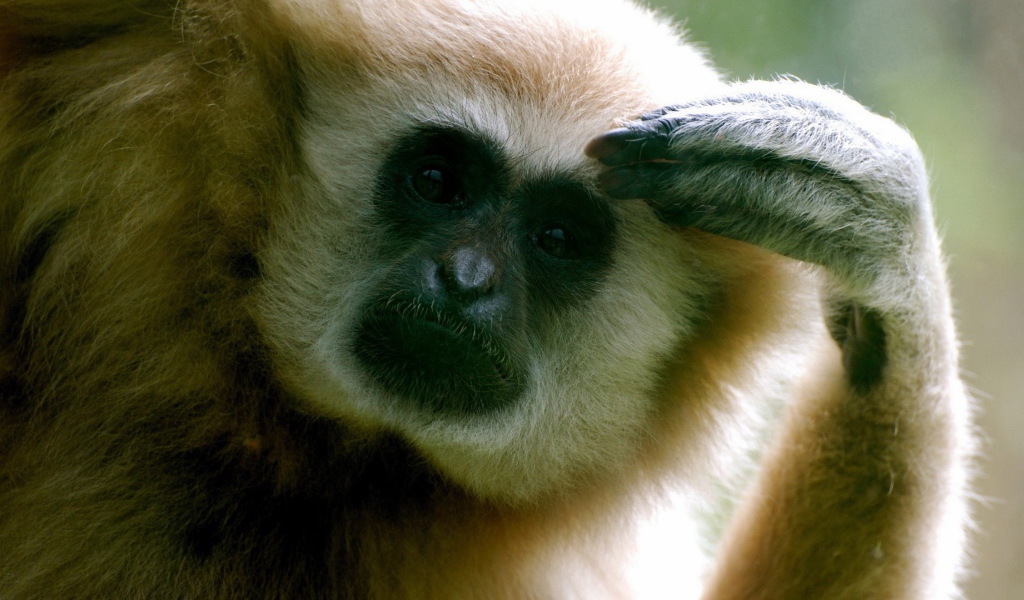 Обезьяна думает