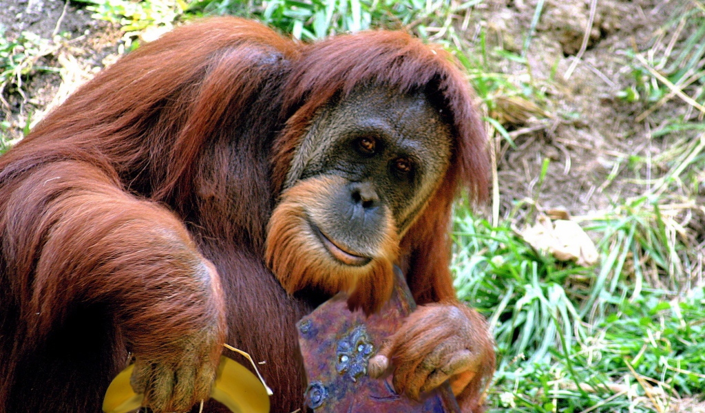 Орангутанг с книгой и бананом