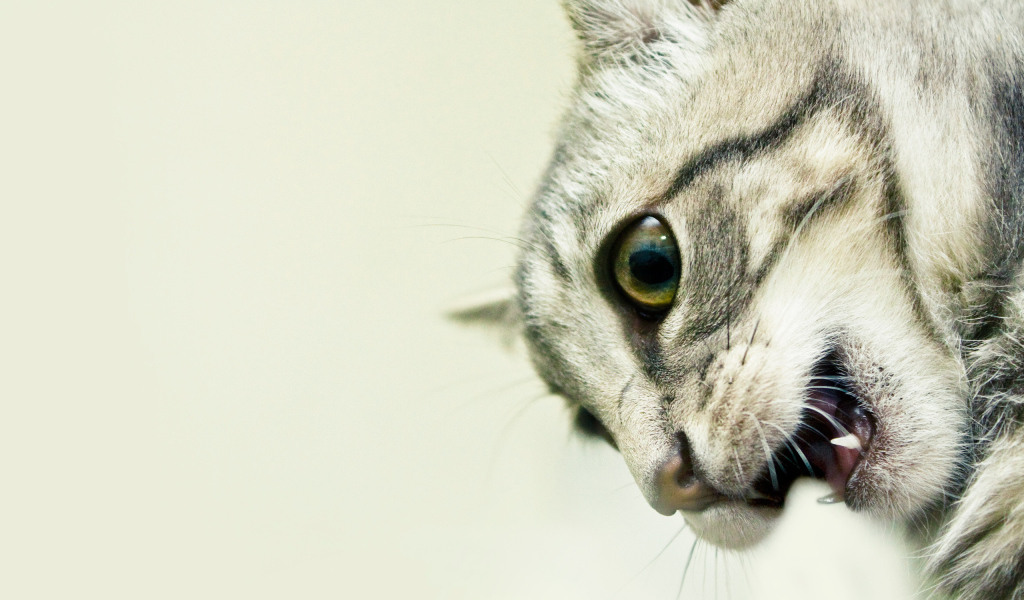 Кошачьи клыки