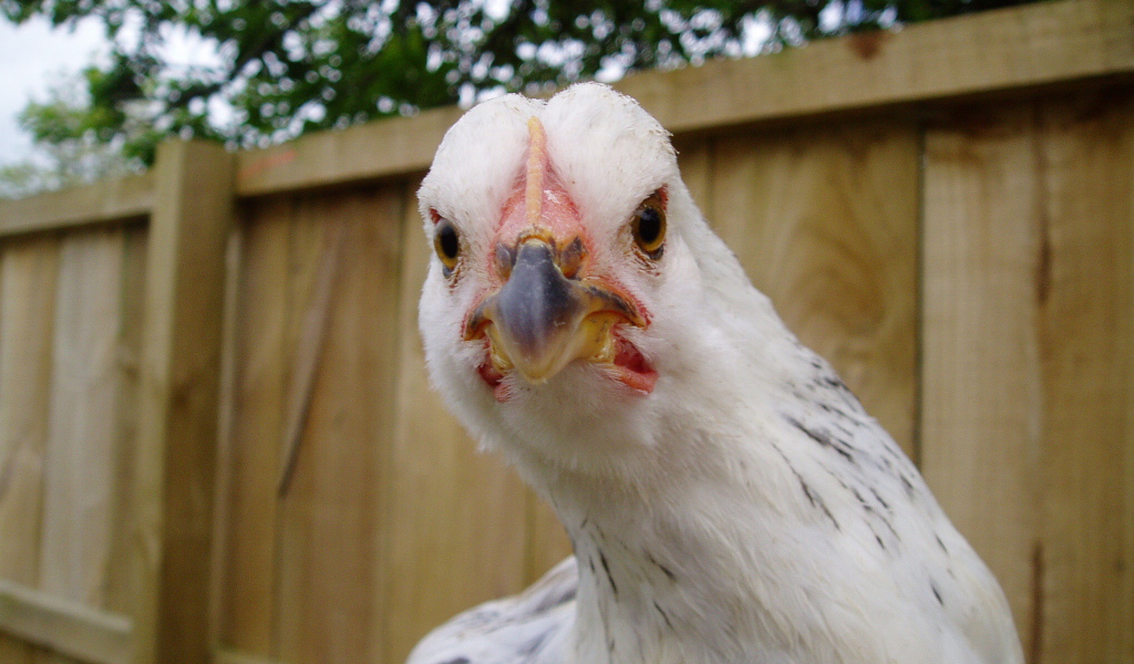 Курица крупным планом