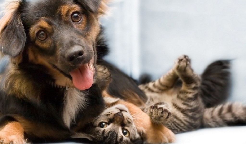 Дружба навеки