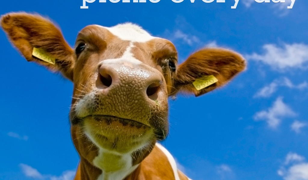 На пикнике каждый день