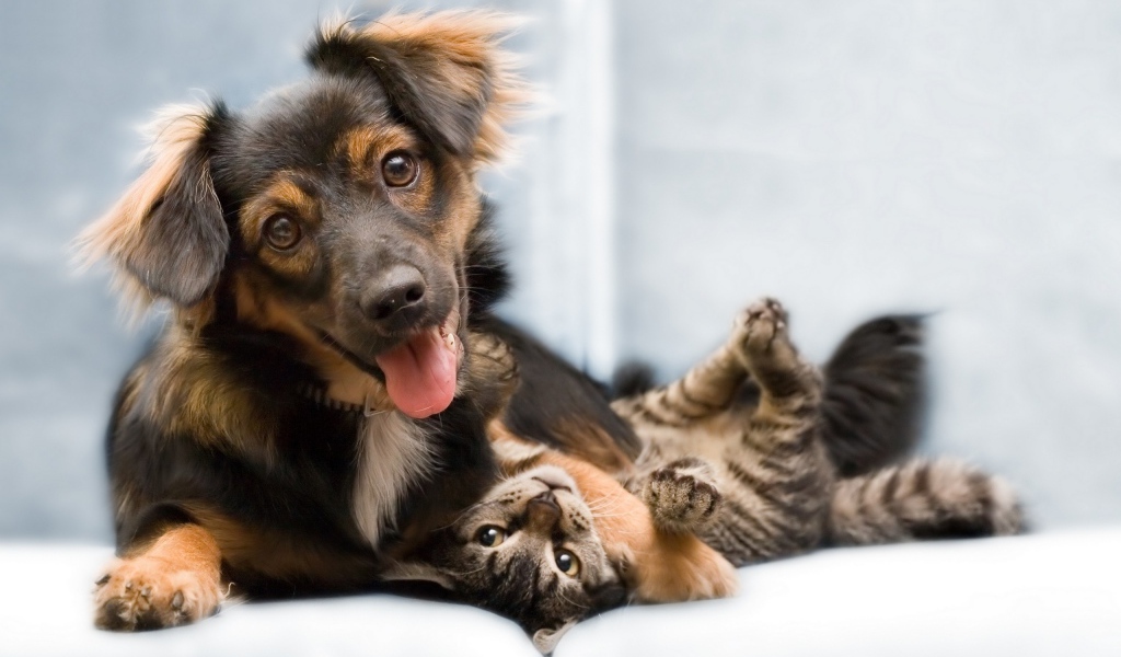 Кошка и собака хорошие друзья