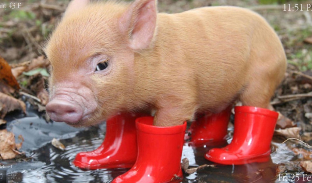 Поросенок в сапогах