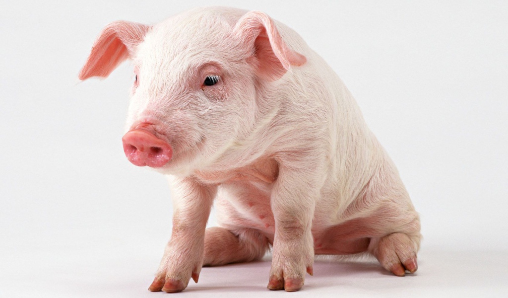 Розовый поросенок