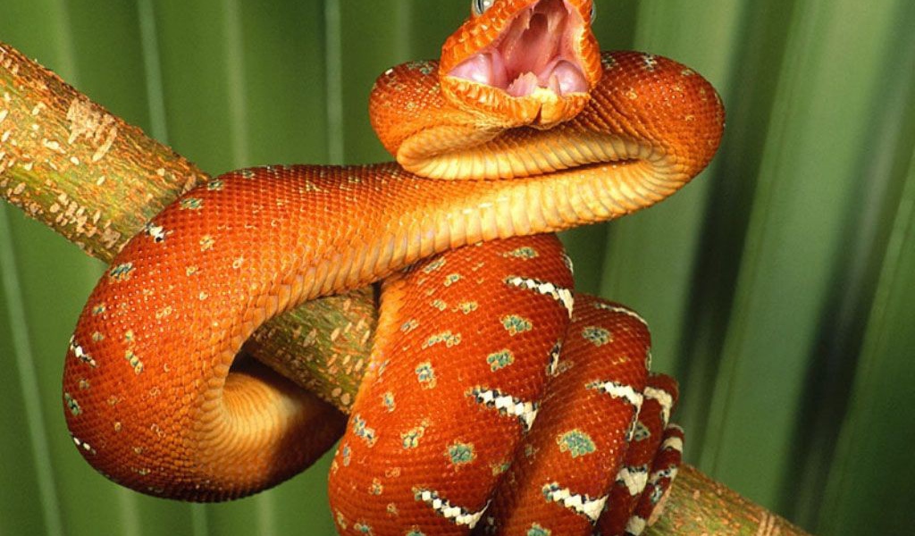 Удав на палке