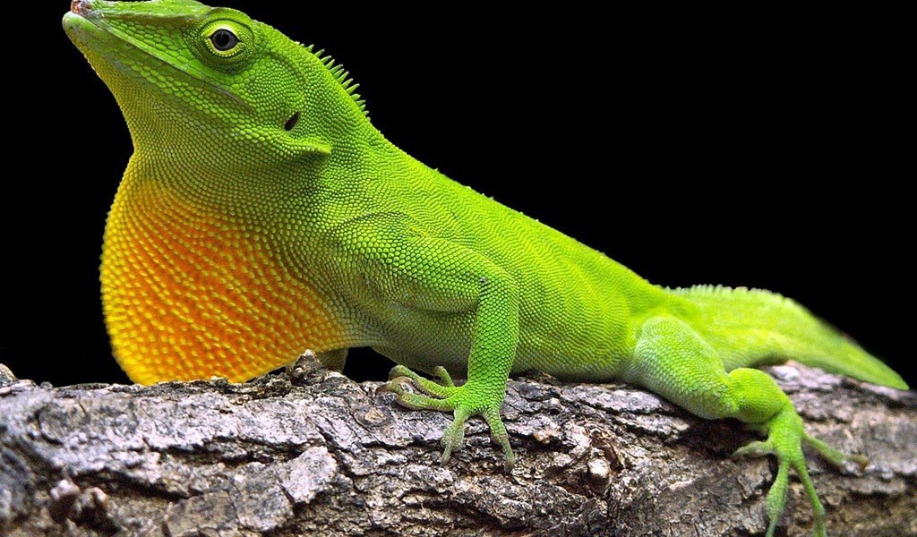 Хамелеон сидит