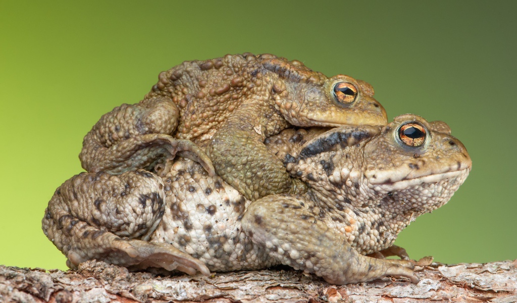 Милая парочка