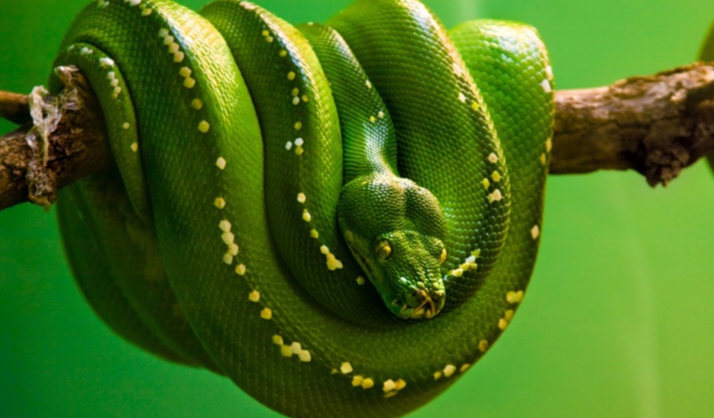 Зеленая змея висит на ветке