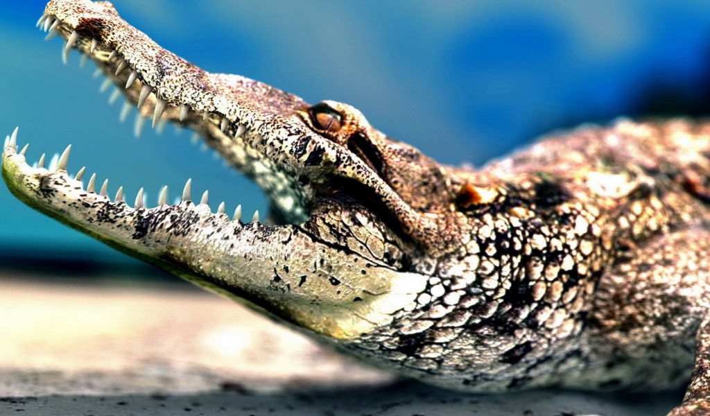 Челюсти крокодила