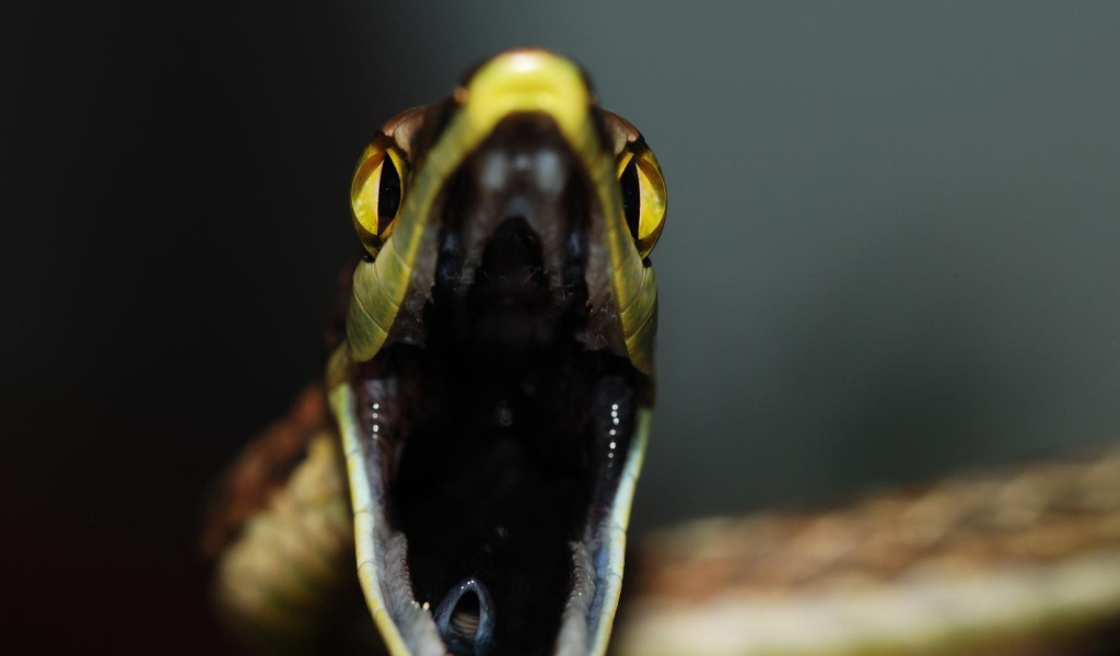 Змеиная пасть