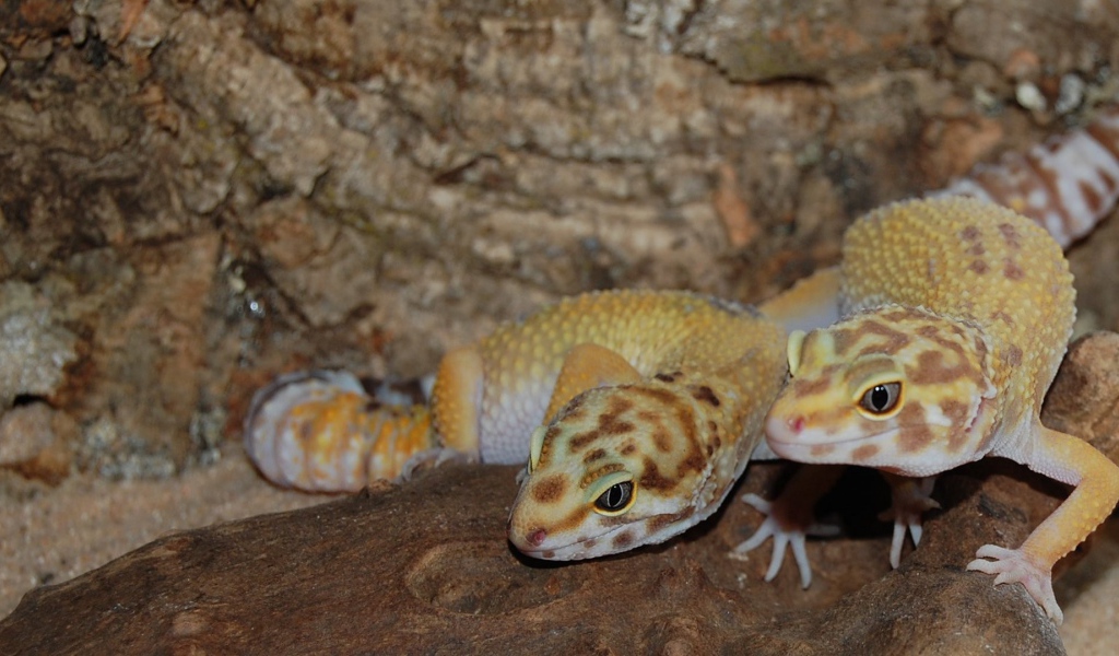 Две ящерицы