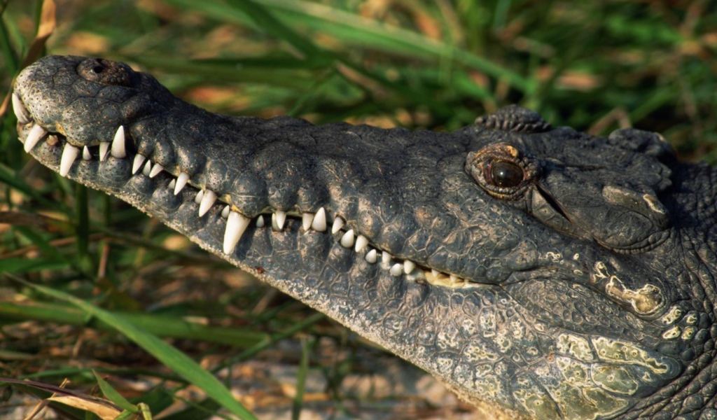 Белые зубы крокодила