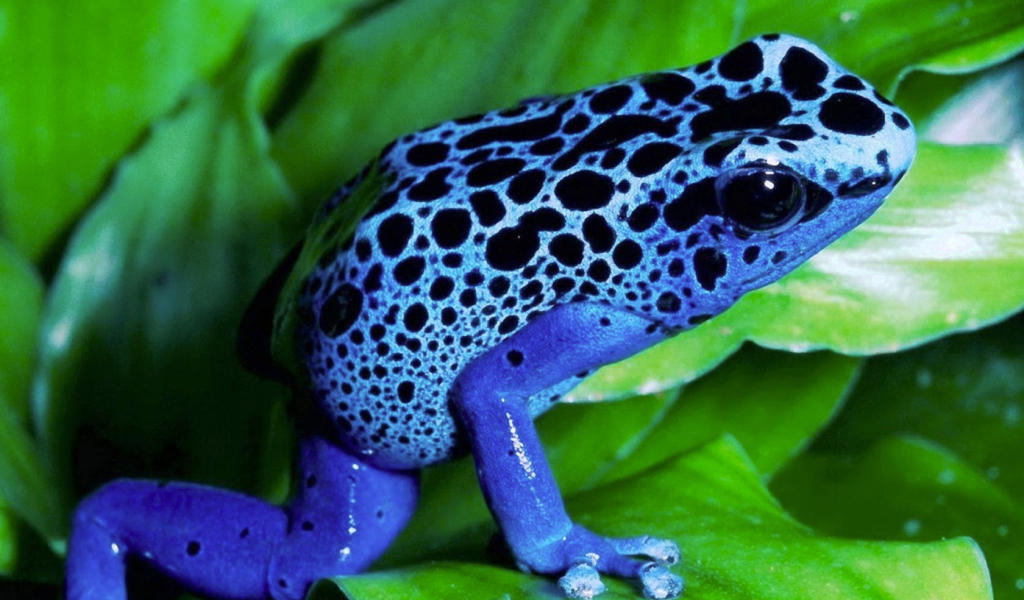 Синяя лягушка