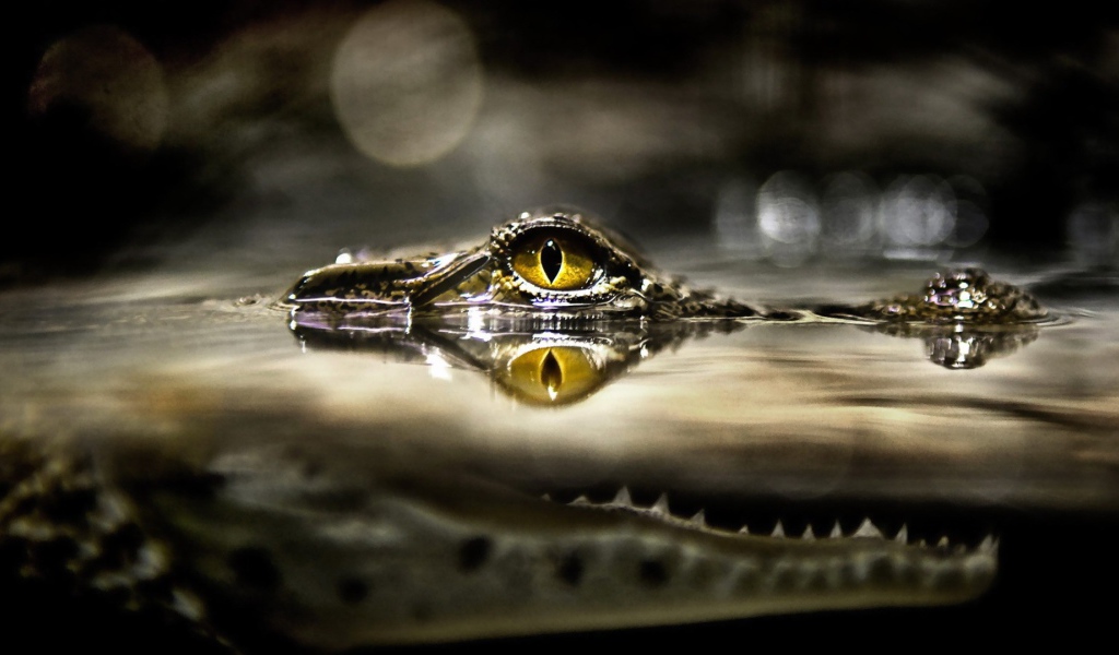 Глаз крокодила над водой