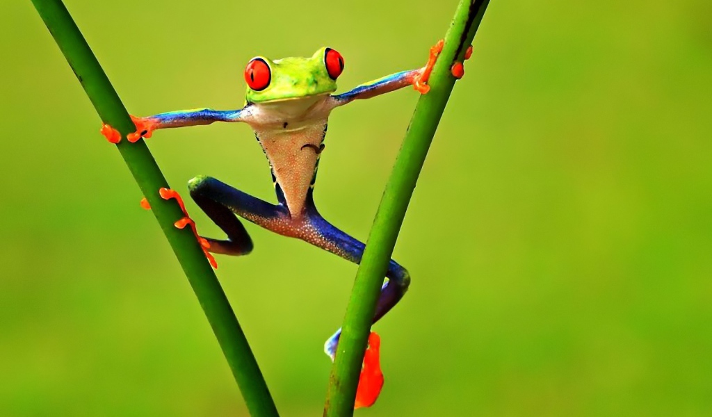 Лягушка квакша на траве