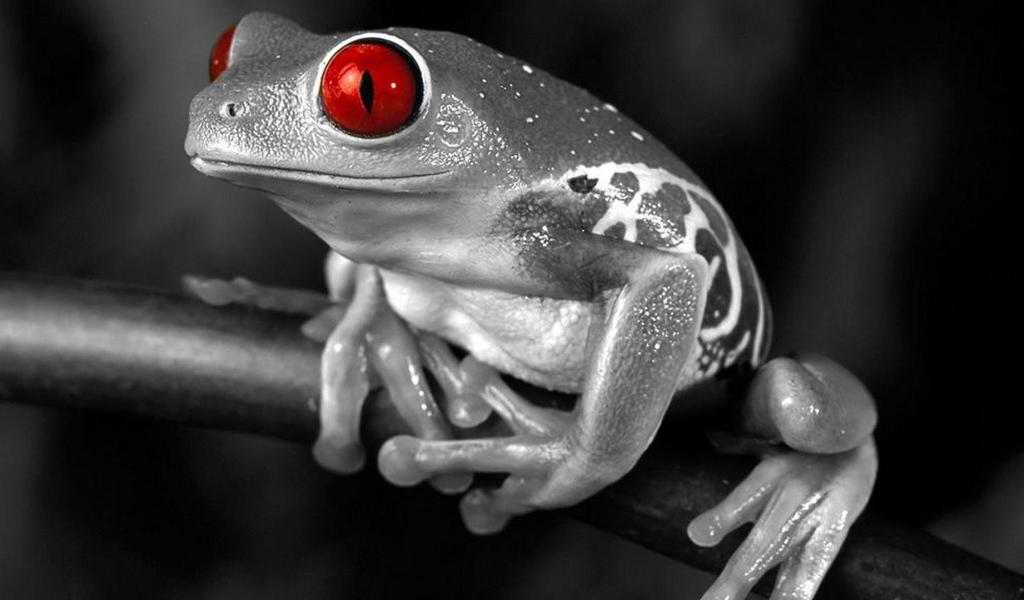 Лягушка с красными глазами