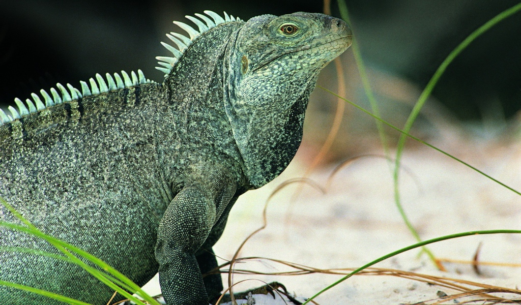 Ящерица Игуана