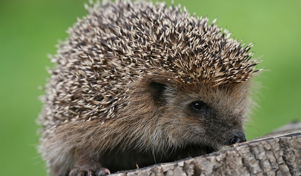 Ёжик сидит на пне