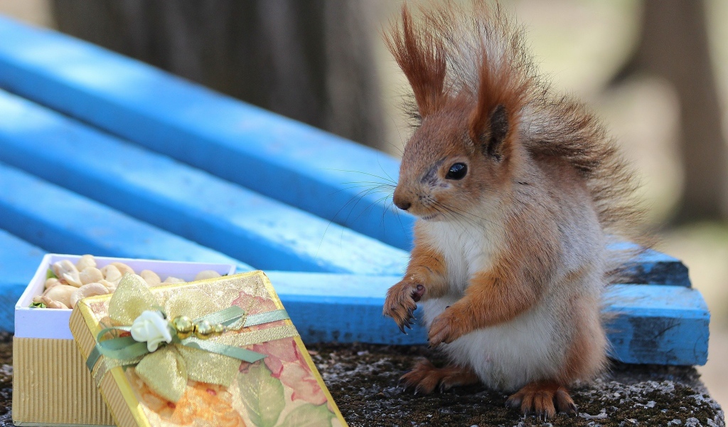 Белка у подарка с орехами