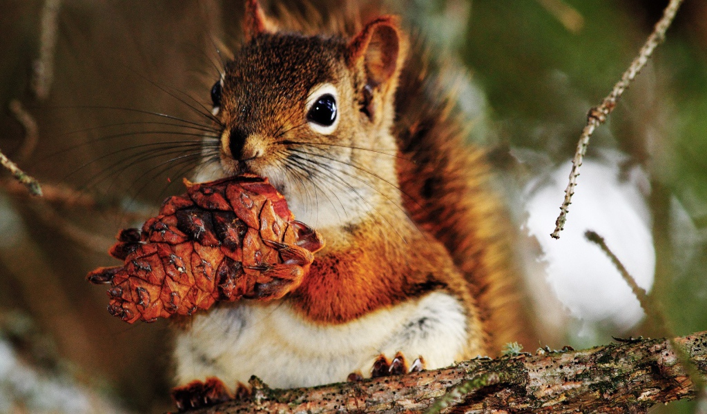 Белка с шишкой