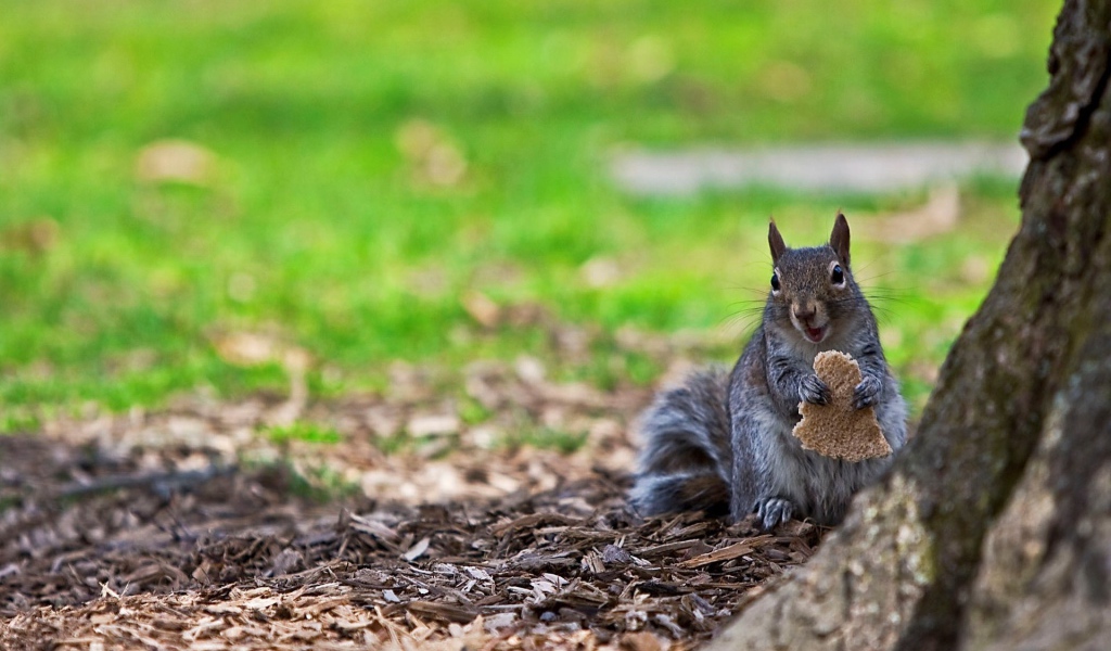 Белка ест хлеб