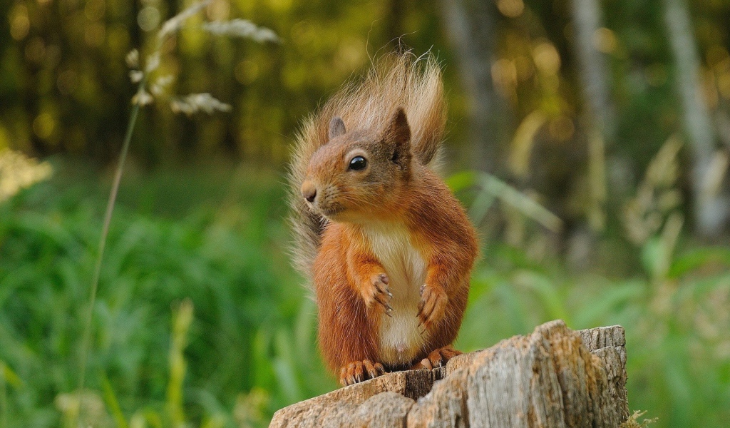 Squirrel sitting on a stump