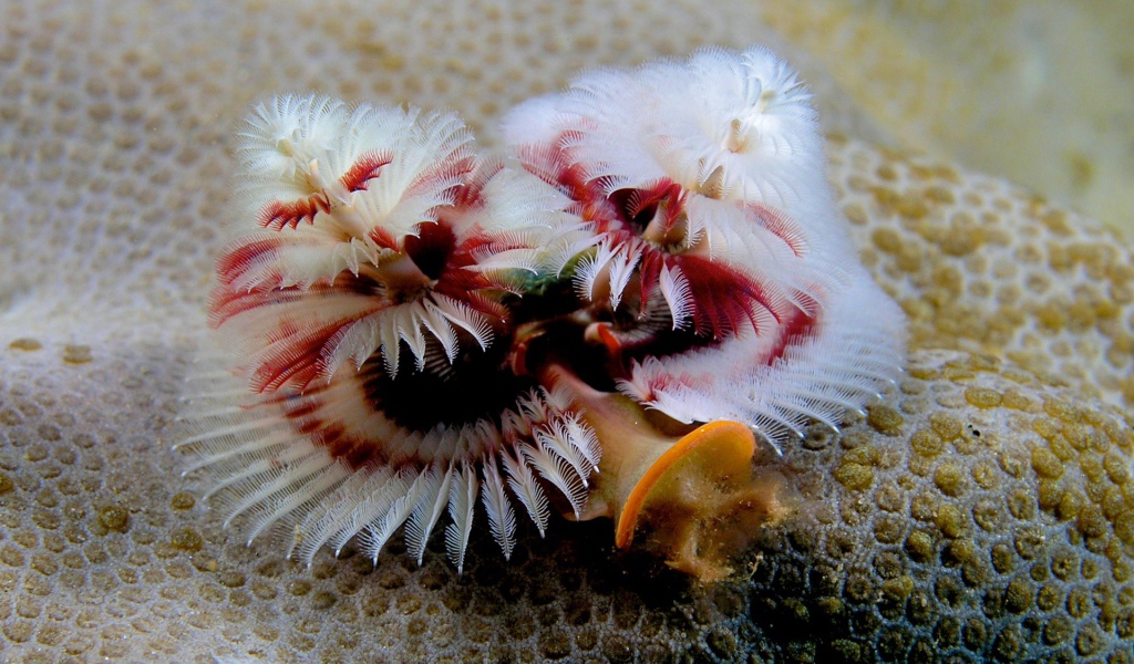 Красивое Морское растение