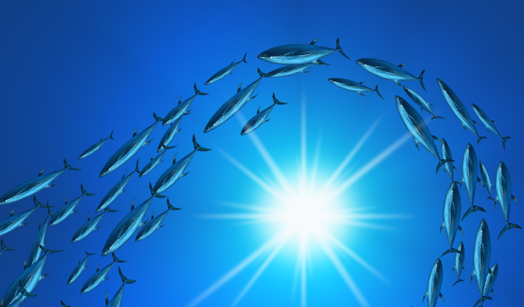 Плывет стая тунцов