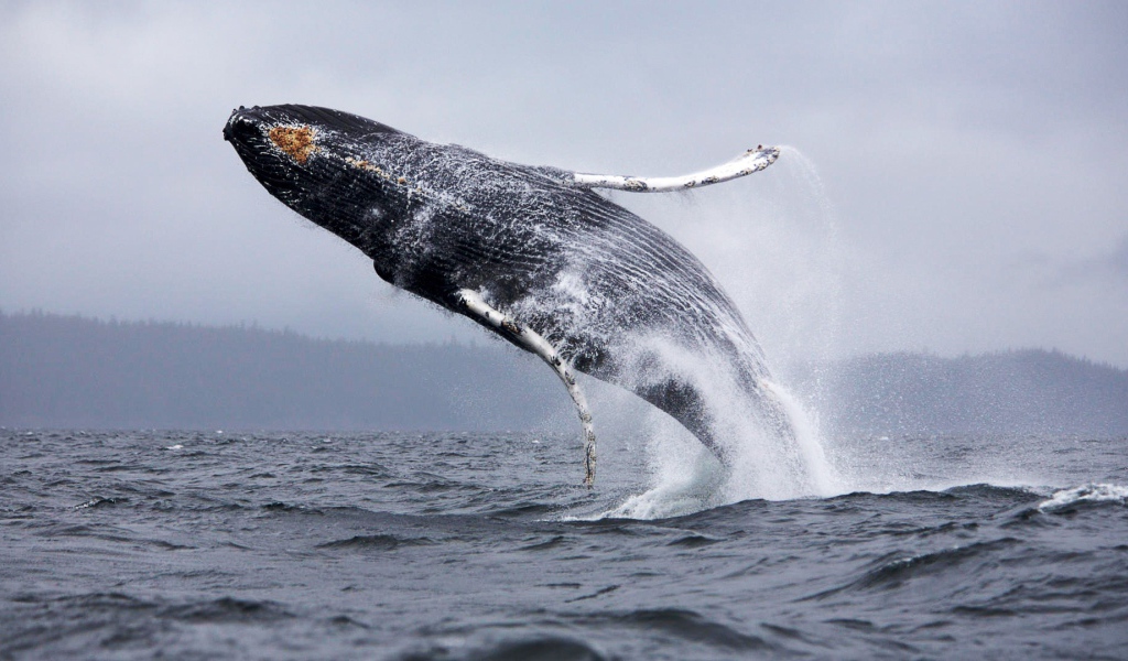 Прыжок кита