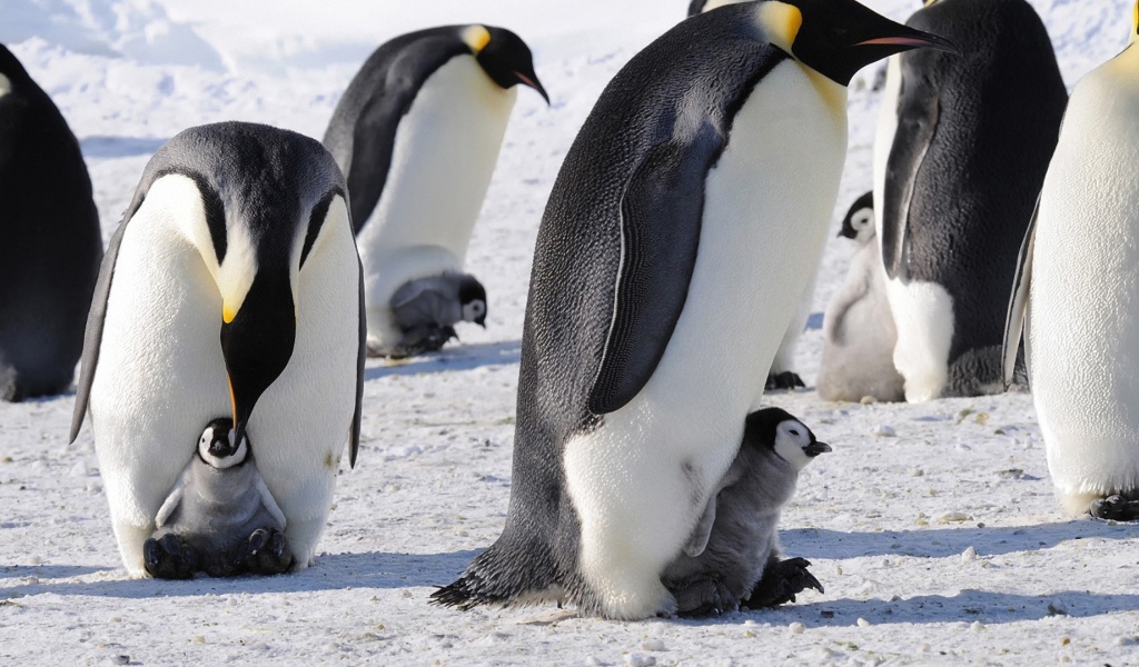 Пингвины с птенцами