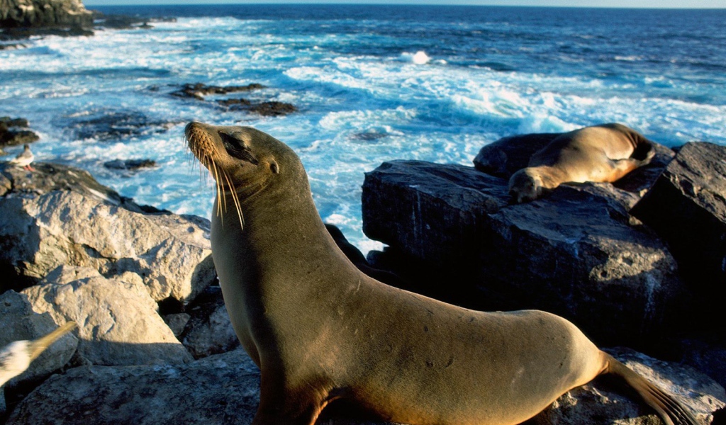 Морские тюлени греются на солнце