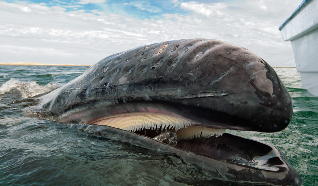 Открытый рот кита