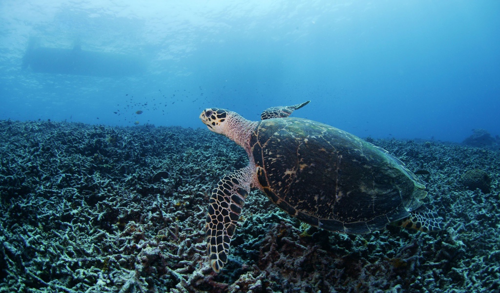 Черепаха на дне