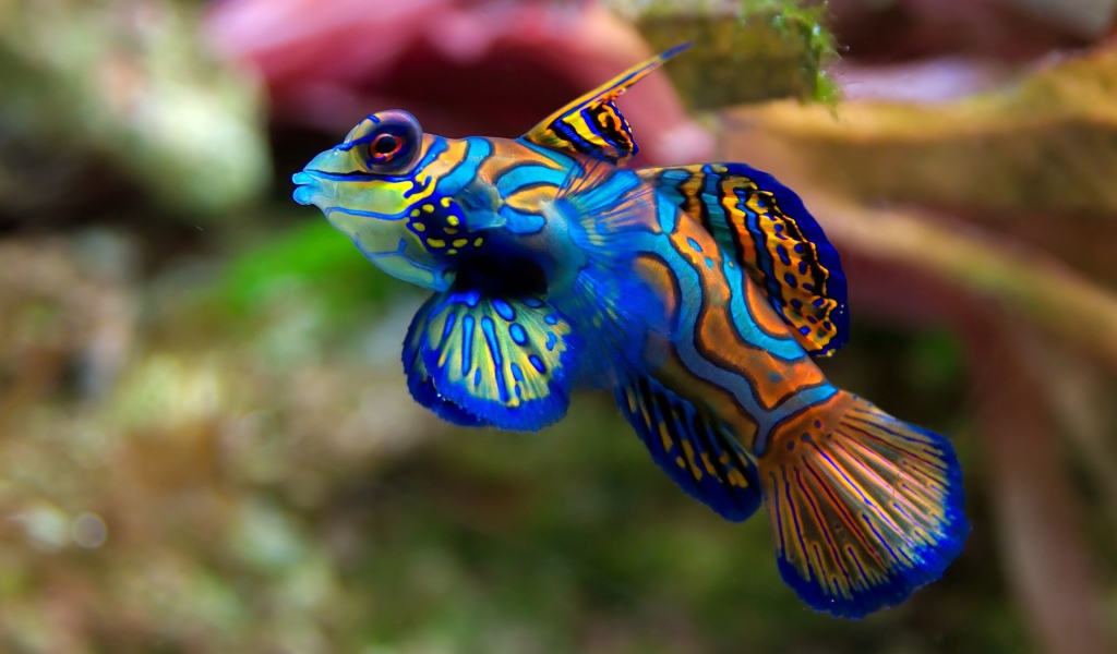 Очень цветная рыбка