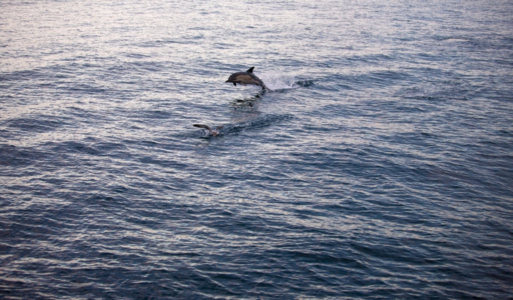 Дельфин выпрыгнул из воды