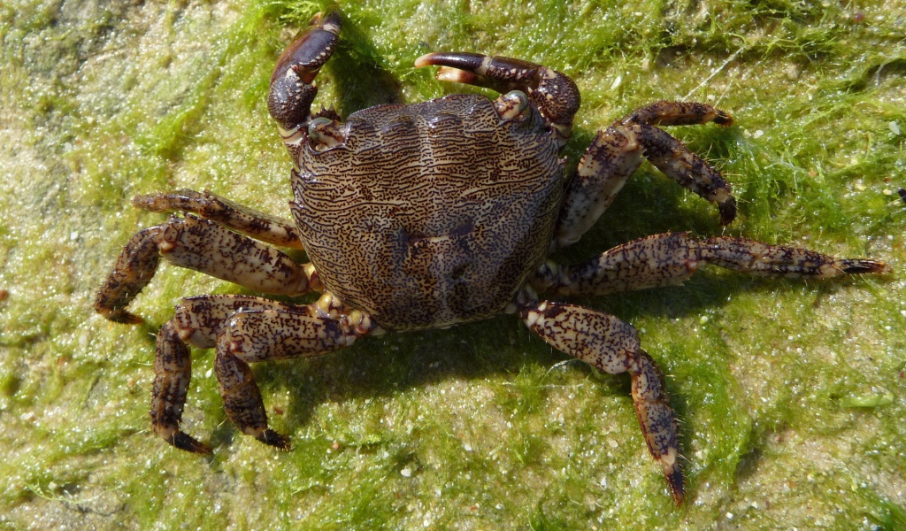 Морской краб