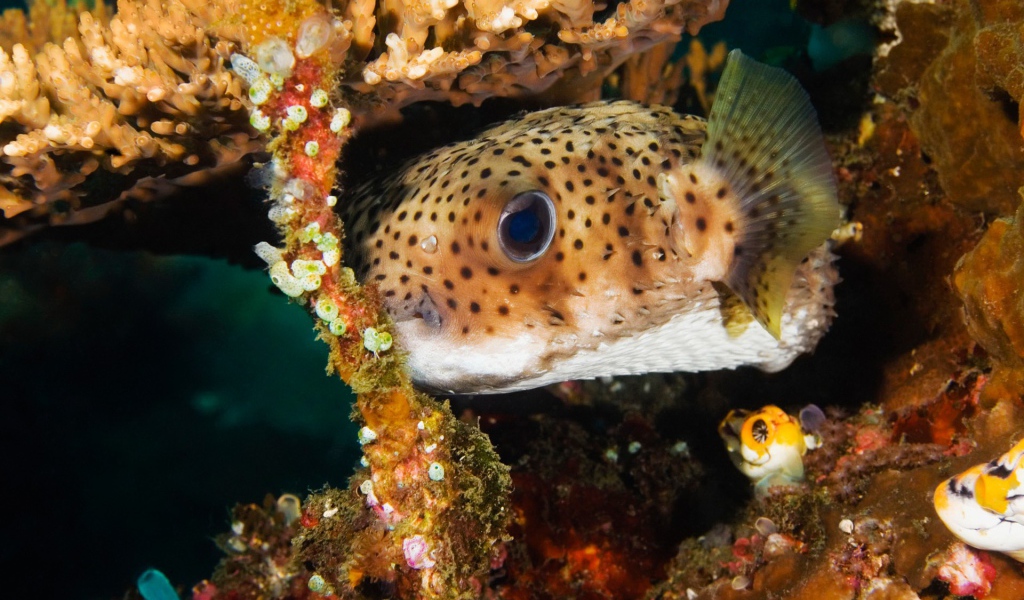 Пятнистая коралловая рыба