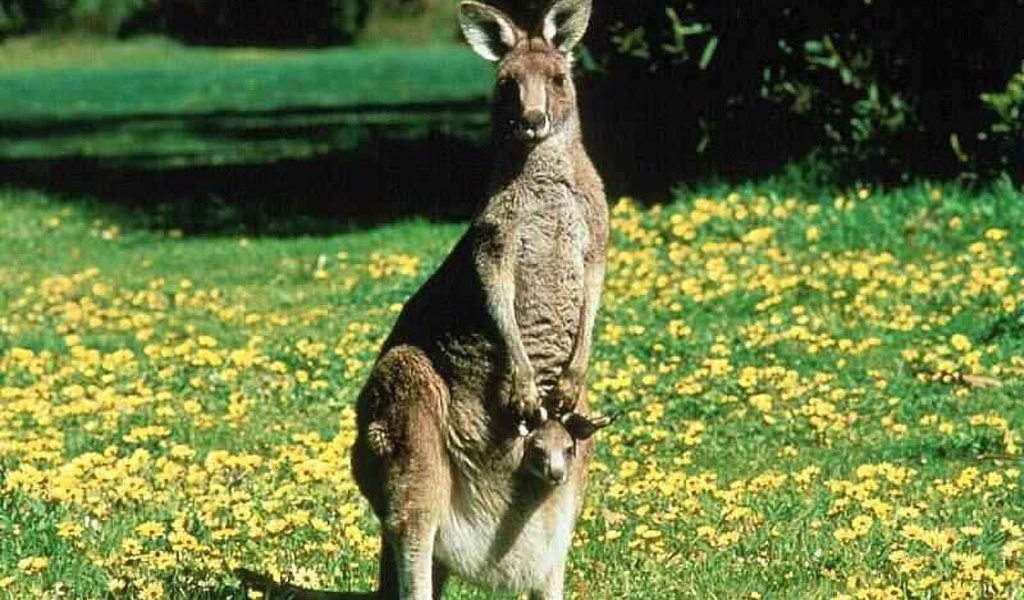 Австралийский кенгуру с детенышем