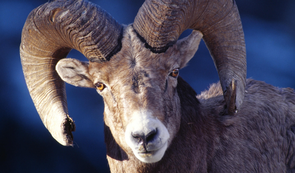 Баран со сломанным рогом