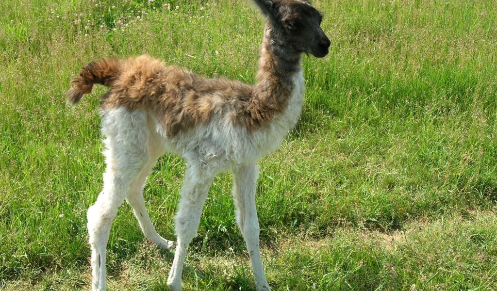 Детеныш ламы