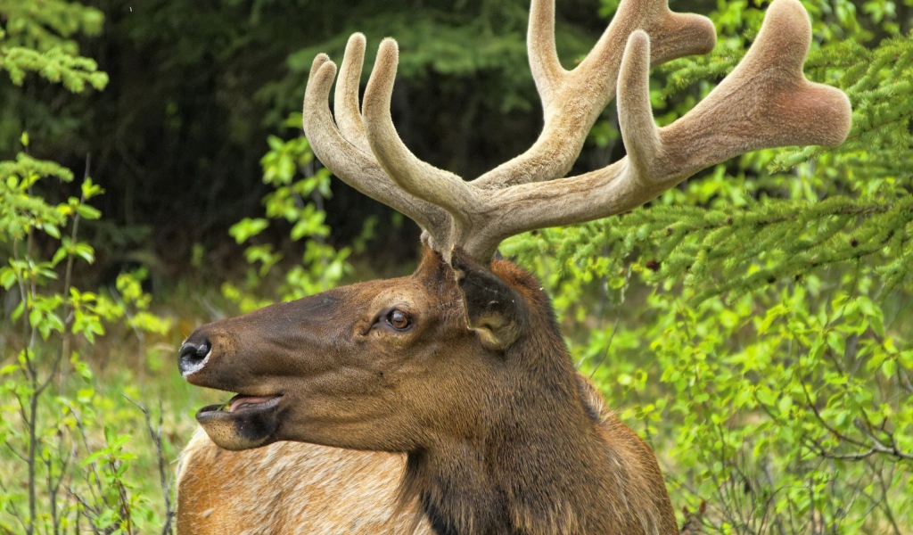 Олень трубит