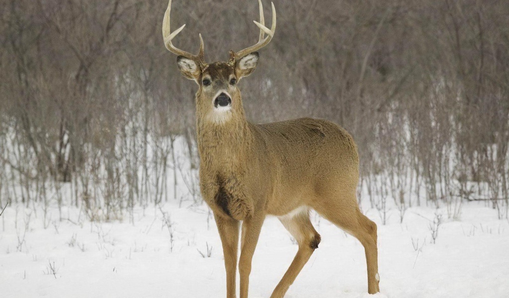 Олень на снегу
