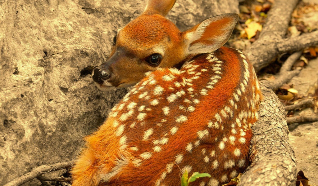 Олененок лежит у скалы