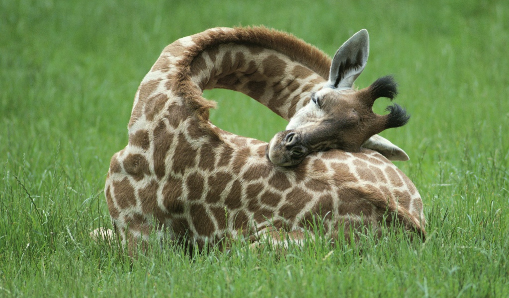 Жираф спит на траве