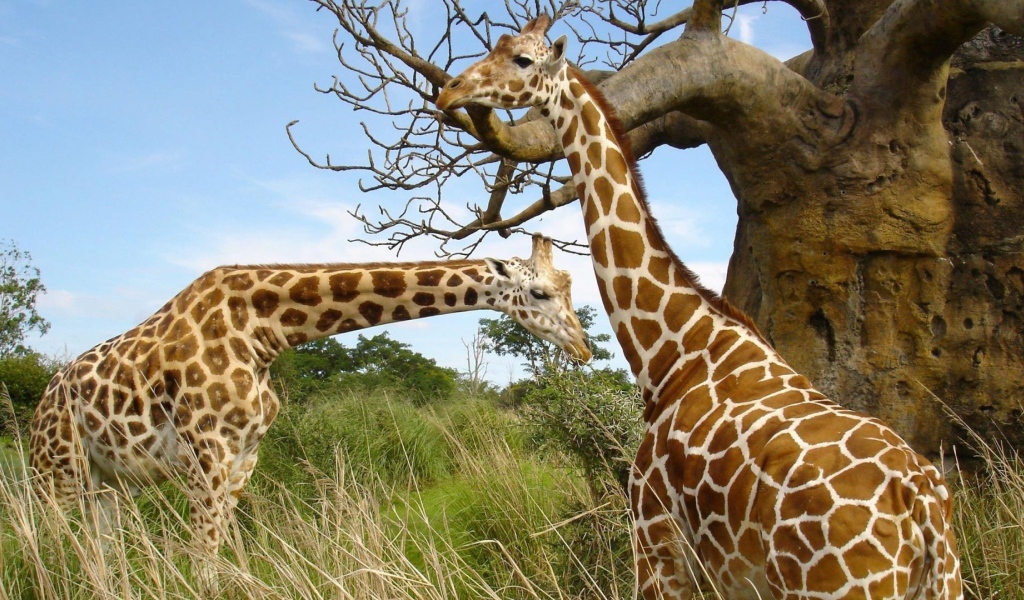 Жирафы около баобаба