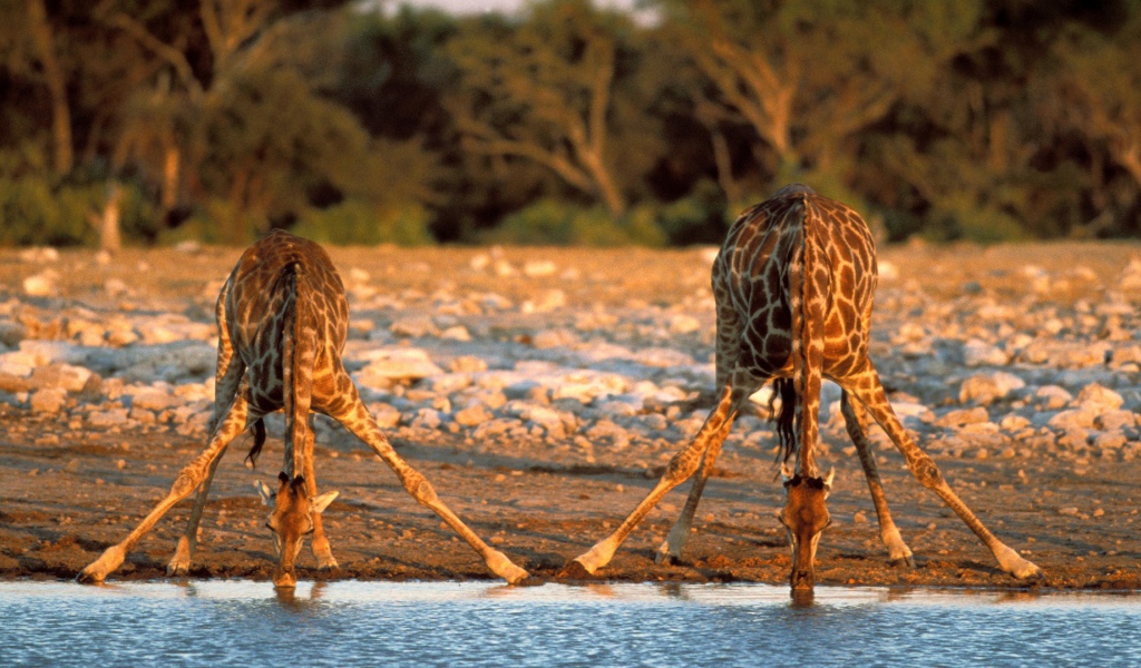 Жирафы пьют воду
