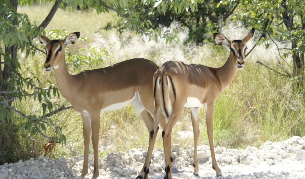 Косули Бамби