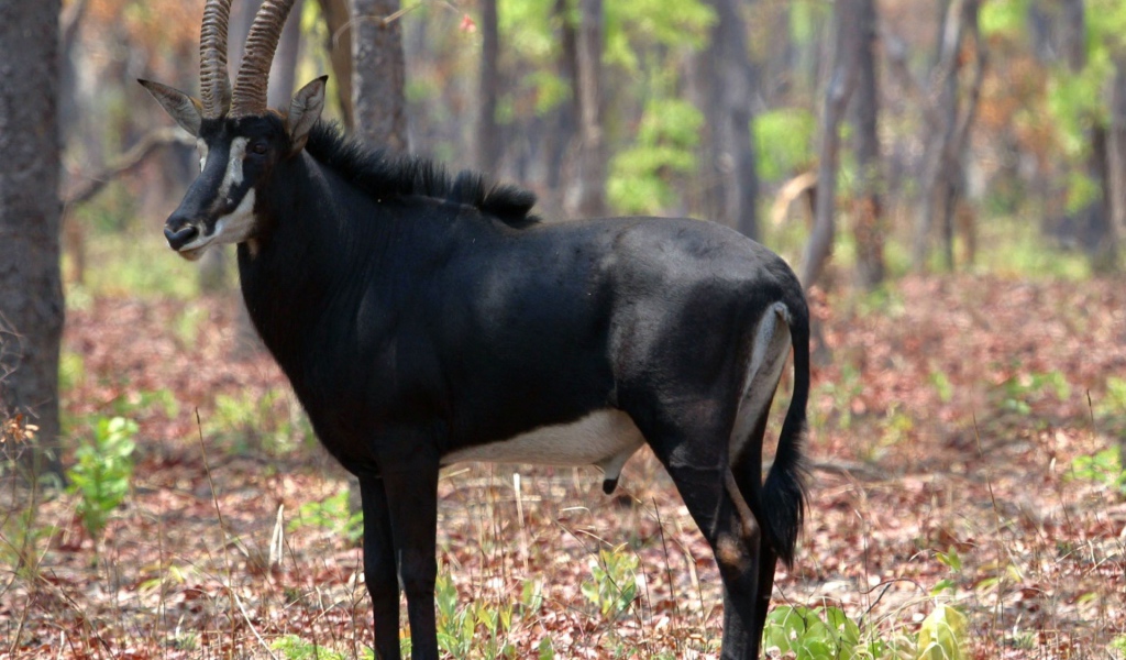 Саблерогая антилопа